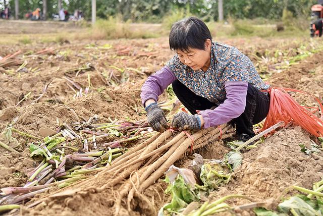 德州市夏津县东李官屯镇：500亩牛蒡喜获丰收