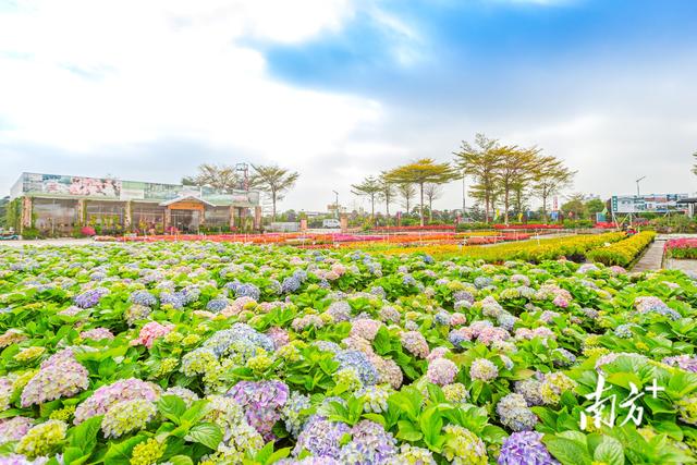 游十里花街，赏花市八景！佛山最大花市11日在顺德陈村启动