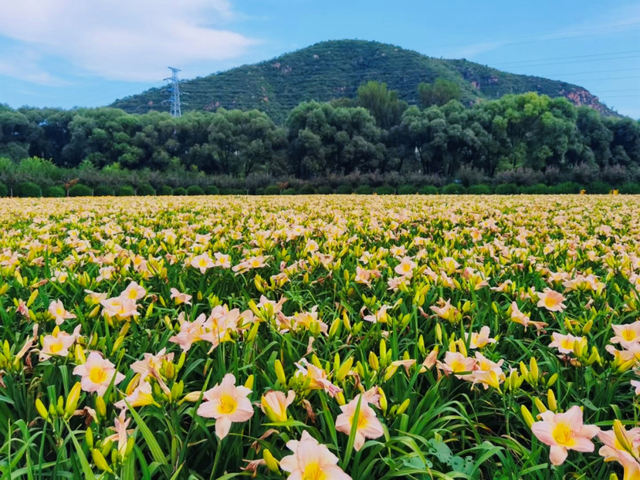 这家公司打造了北京最大面积的萱草花海，还这样运营农业休闲园区