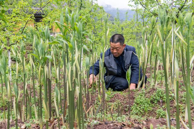 （经济）重庆石柱：黄精种植助农走上致富路