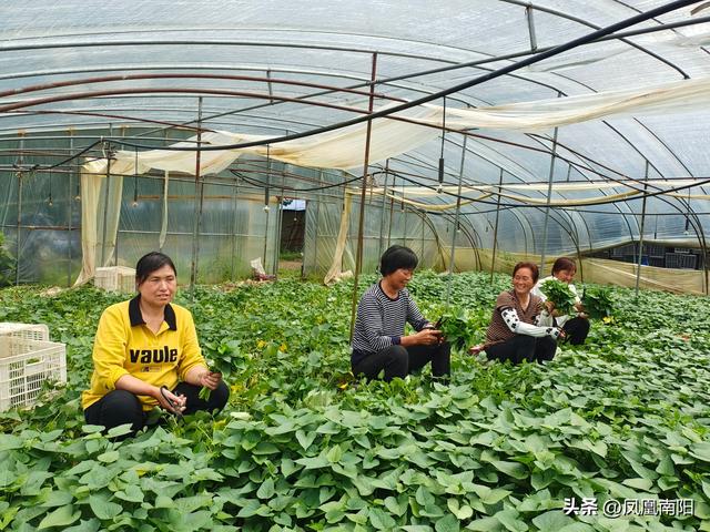 方城县博望镇：红薯种成菜 餐桌换金银