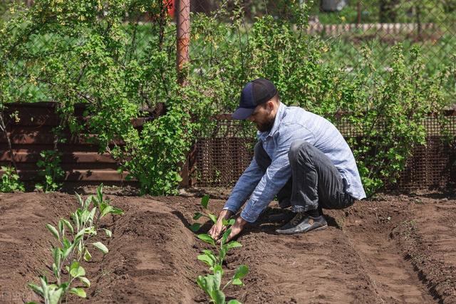 茄子种植要求深栽，这与农谚“茄子深了光掉蛋”的说法是否矛盾