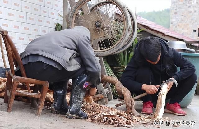 在国外泛滥成灾，中国却要大量种植，美国每年花50亿元难消灭?