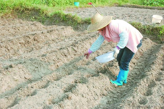 南方春季四季豆，如何科学种植及种植技术要点