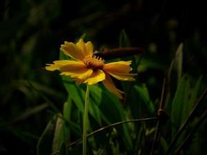 野菊花种植技术(花友一起来抗疫，居家无聊来种花——野菊花)