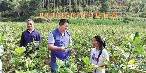 「头条」横县：扶贫产业园补强“造血”功能