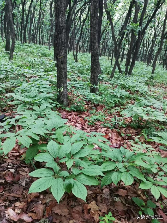 山上参籽都红了，买参最佳季节，浅谈人参移栽，为你选参提供参考