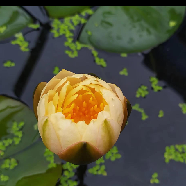 睡莲的养护秘诀：如何正确养护让其盛开花朵