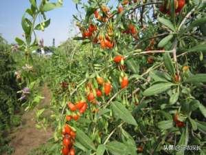 枸杞树种植技术(枸杞子种植技术，做好以下这些，高产也不难)