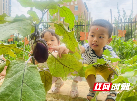 种植园地趣味多！幼儿园让孩子们在劳动中悦心成长