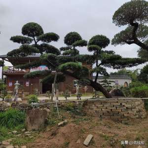 罗汉松种子种植(基金项目：罗汉松栽培与园林应用)