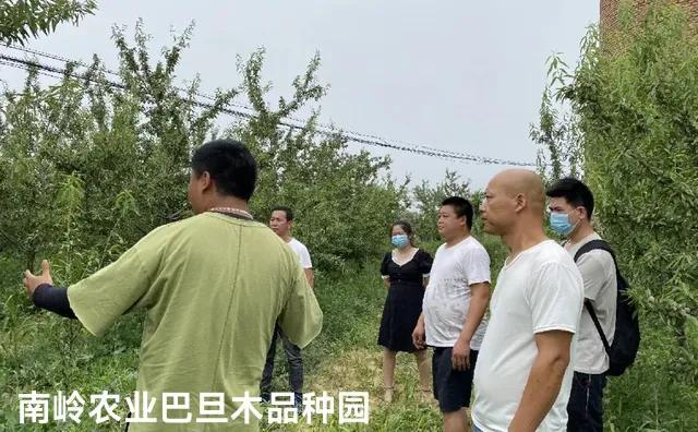 南岭农业扁桃（巴旦木）管理关键技术