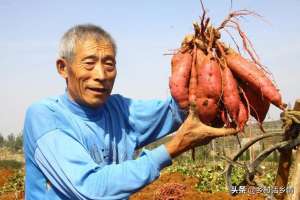 花生适合什么季节种植(现在是时候给红薯和花生追肥了，巧妙施肥，增产30%以上)