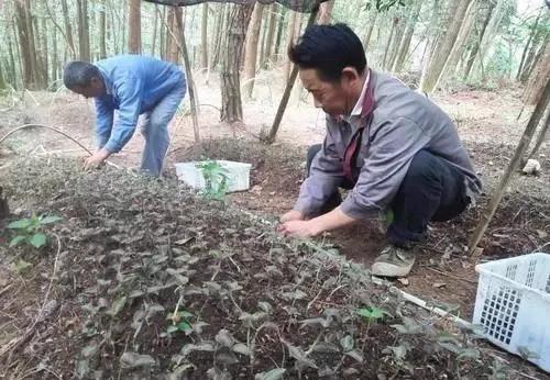 种植6分地可以净赚9万元的特色种植，你敢种吗