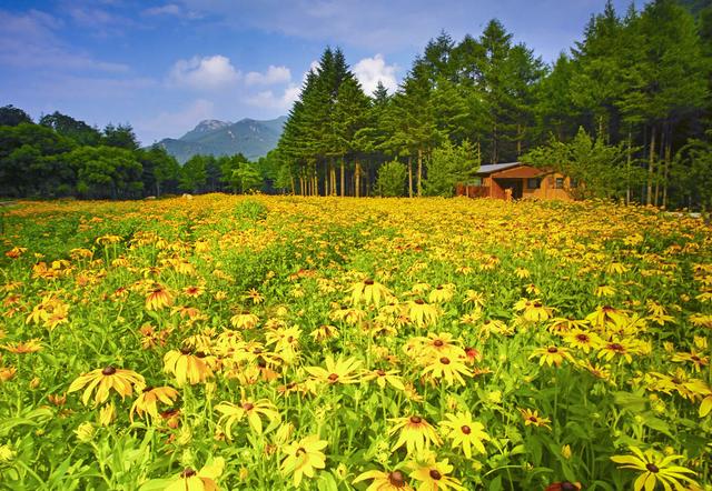 黄金菊花漫山遍野三千亩，它有一个不为人知的名字叫“黑心菊”