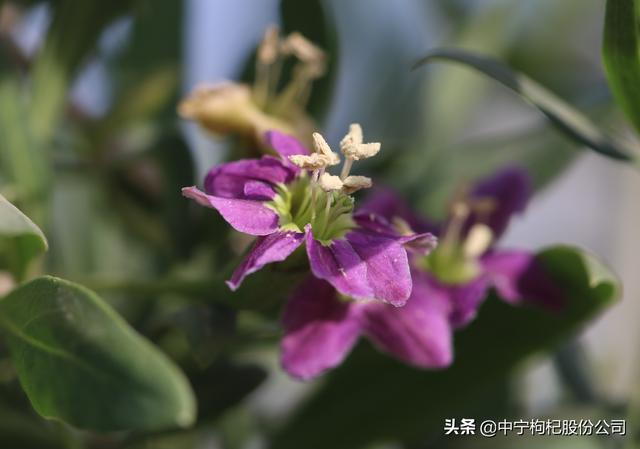 枸杞可以在北方种植吗？夏季枸杞的田间管理要点