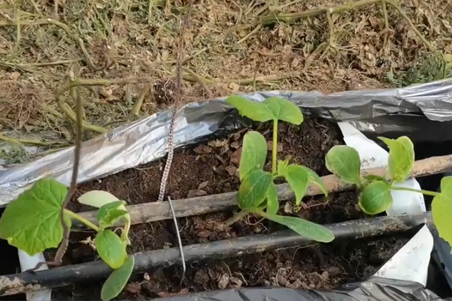 用种植袋种植黄瓜，学会定植小技巧，方法简单产量高