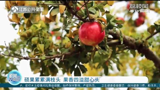 硕果累累满枝头 果香四溢甜心头