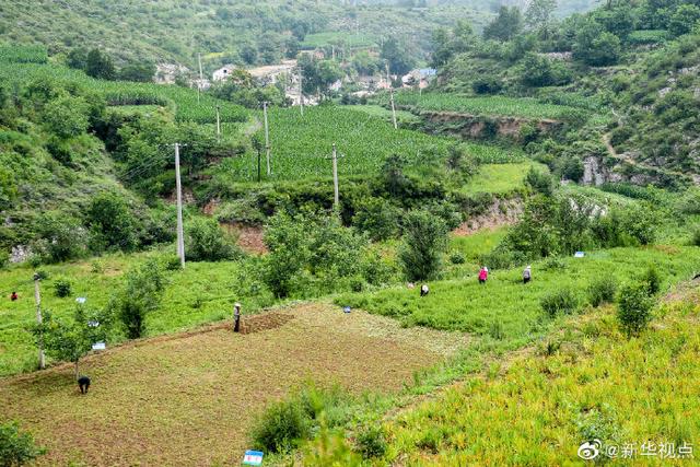 药材飘香的太行山小村庄里，人均增收4000多元