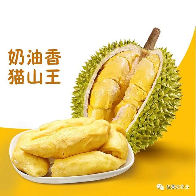 榴莲种植栽培管理技术