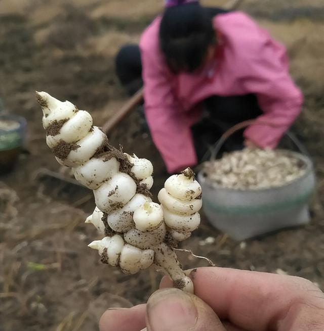 长在地下的野菜，根茎酷似螺丝，超市15元1斤的螺丝菜就是它