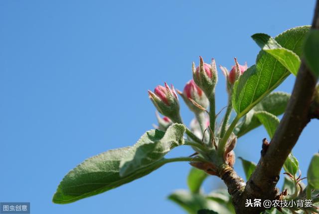 苹果种植要想连年得高产，巧用这六个促花管理方法能实现