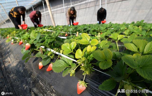 秋季大棚温室管理要全面！棚内瓜果蔬菜要高产，以下7点很关键