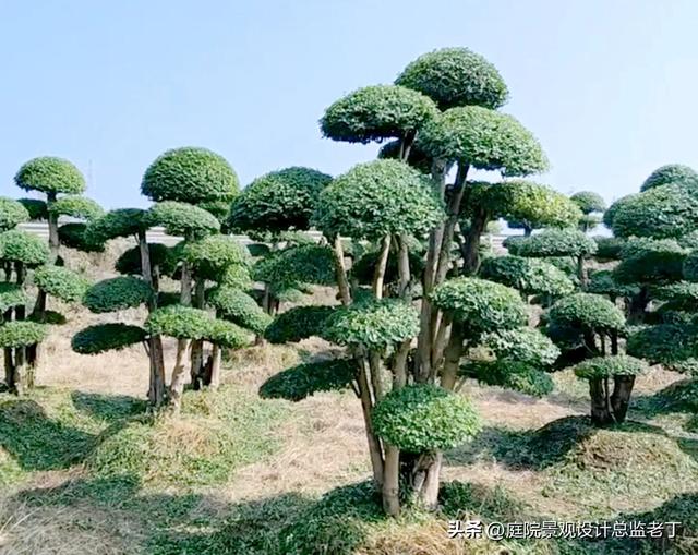 庭院常用高档植物—小叶女贞