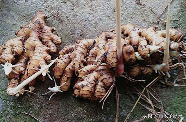 生姜种植到花盆中，可当盆景可食用，注意防寒防晒可多年种植