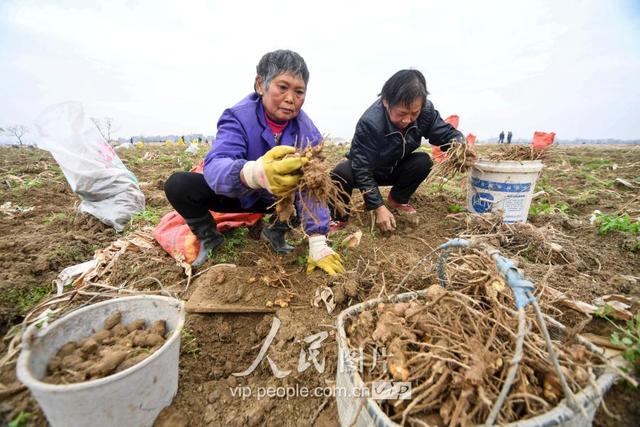 江西新余：中药材种植富农家