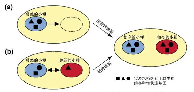 水稻的进化过程很复杂？用“集五福”的思路理解就好了！