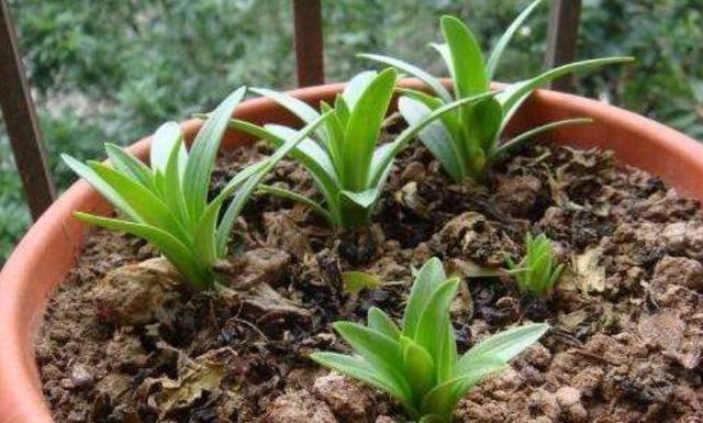 手把手教你栽种百合花，用点“技巧”植株又粗又壮，开花才水灵