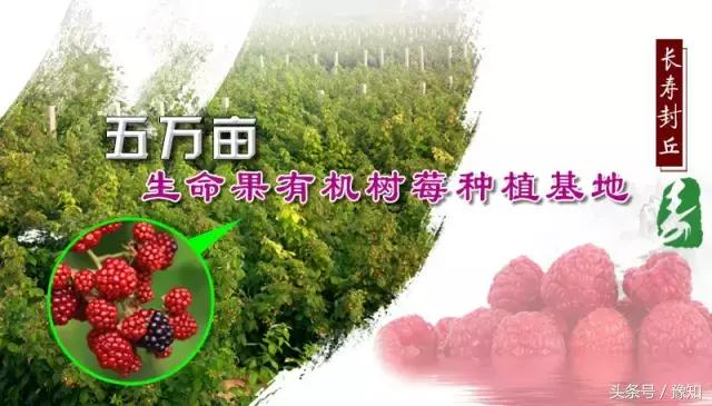 河南省省长陈润儿深入生命果有机树莓种植基地调研