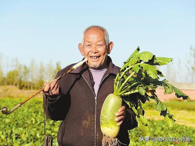 高产萝卜种植技术，实用干货，建议收藏