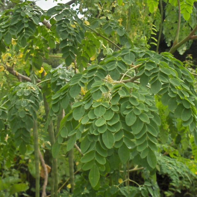 这树叫辣木，嫩果荚和嫩叶都可食用，营养价值高，卖120一斤