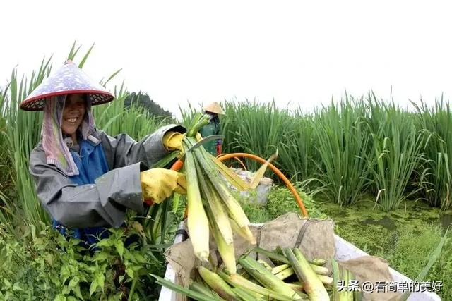 安徽大别山父子“接力” 种茭白 种出乡村致富路，一年纯收入20万