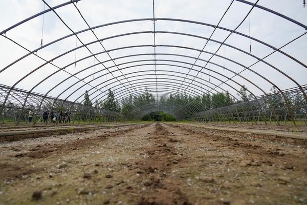 北大荒集团梧桐河农场开展“大棚复种” 拓宽种植户增收渠道