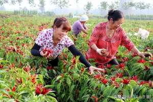 晚辣椒什么时候种植(辣椒什么时候打顶最好？辣椒如何打顶和剪枝？一定要搞明白)