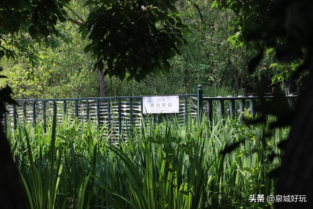 济南这片湿地景观，位于城市中心，黄色小花让人惊喜