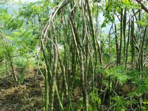 四川辣木种植基地(这树叫辣木，嫩果荚和嫩叶都可食用，营养价值高，卖120一斤)