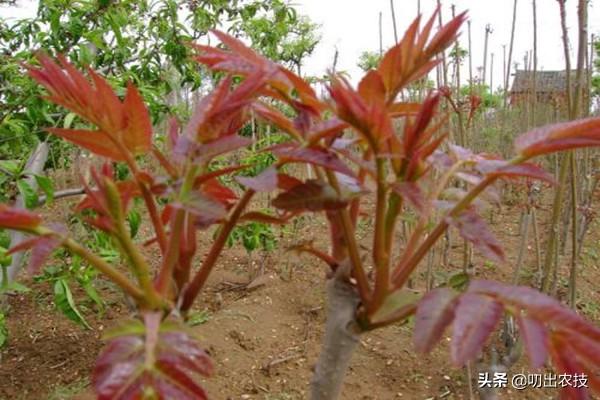 香椿的种植技术，注意这几点，可以变得更简单