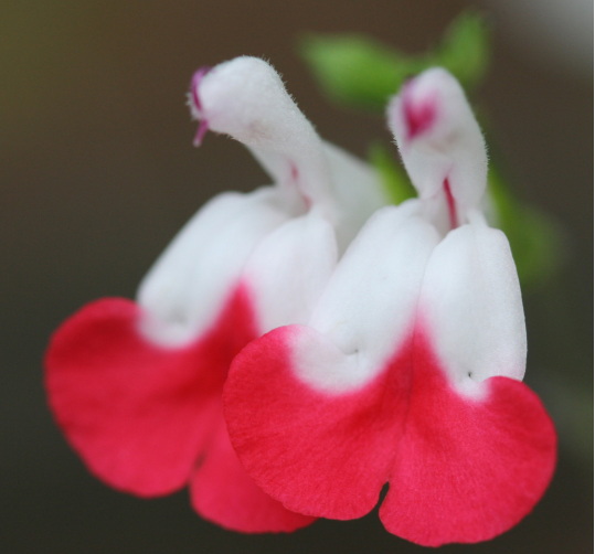 网红植物“鼠尾草”,养护过程中注意这几点，其实它也很好养