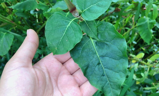 “胭脂花”只当观赏太可惜！叶子和根还有这妙用，快来一起了解下