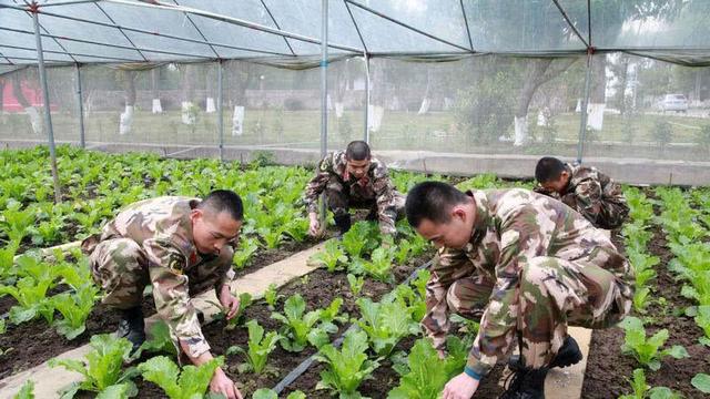 春季小白菜怎样种植好？把住5个环节，叶嫩质好产量高