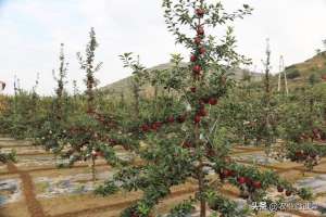 苹果种植技术 要点(苹果树的栽培技术及病虫害防治措施，摘自果农之友)