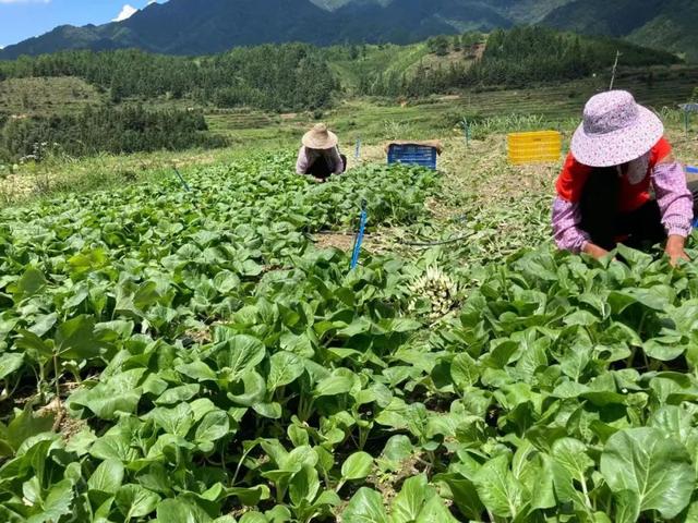 以工业化管理体系打造高山生态产业——韶关乐昌市绿乐源农产品专业合作社