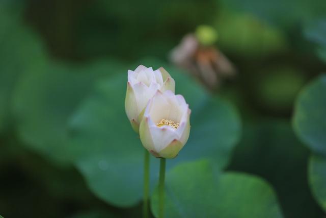 好奇点｜埋藏千年的莲子为何能育出新芽？并蒂莲为何花开并蒂？答案全在这里