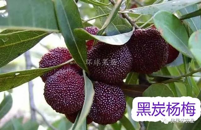 杨梅种植栽培管理技术