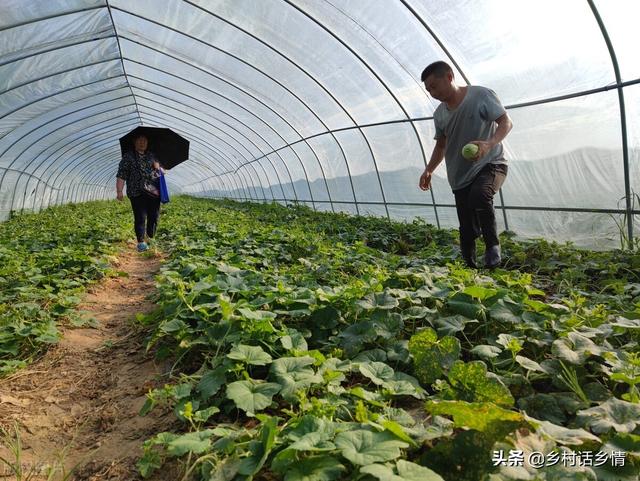 学会自制酵素堆肥，松土肥地、促长增产、减少病害，手把手教