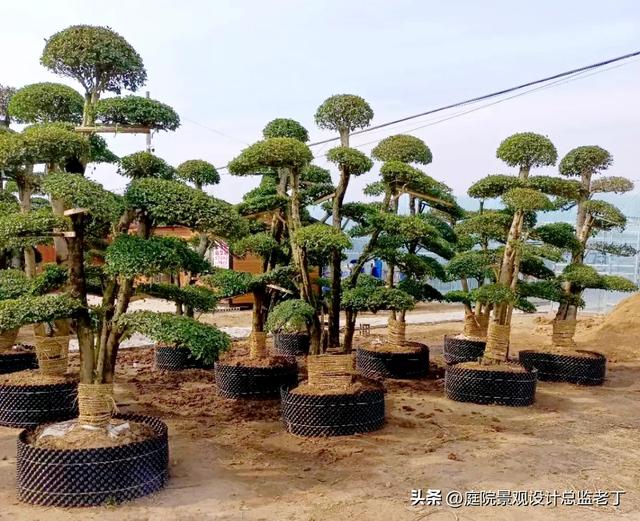 庭院常用高档植物—小叶女贞